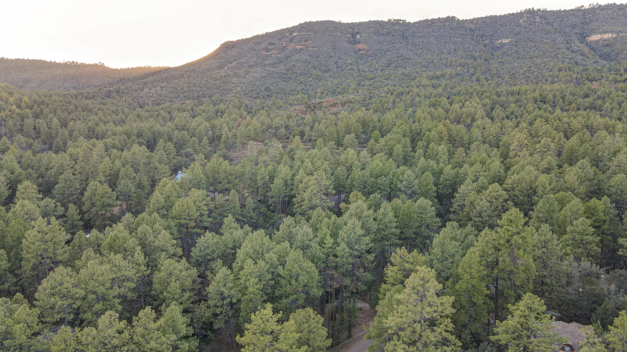 Pine forest stretching toward the mountain ridge in Arizona’s Rim Country.